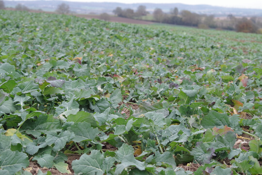 Raps zählt laut Verband der ölsaatenverarbeitenden Industrie zu den wichtigsten Eiweißpflanzen in Deutschland.