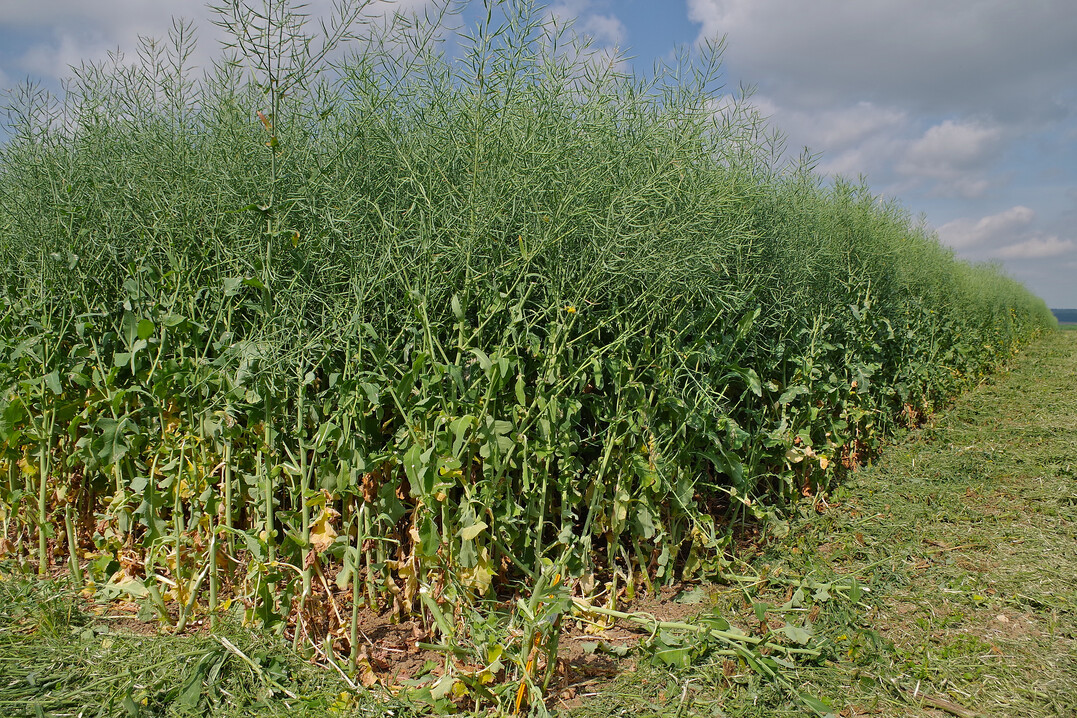 Damit der Raps sp�ter vor Kraft strotzt, braucht es einen gute Aufgang mit z�giger Entwicklung.&nbsp;