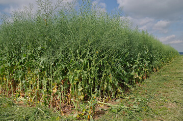 Damit der Raps später vor Kraft strotzt, braucht es einen gute Aufgang mit zügiger Entwicklung.