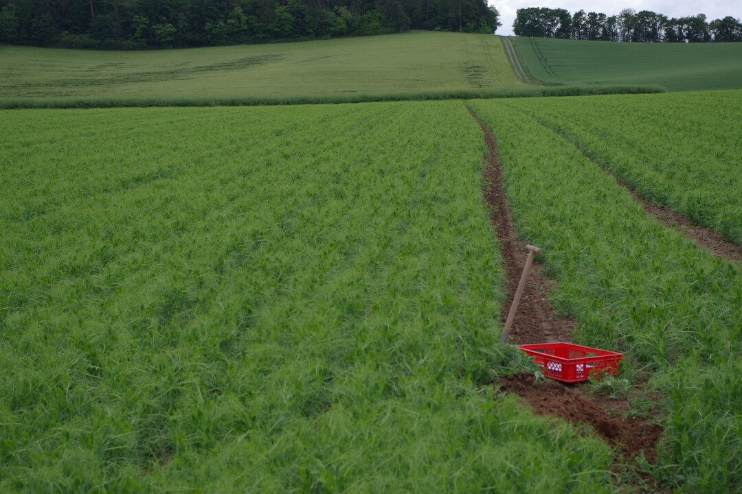 Der Erbsenbestand von Wolfgang Schwab bei Wertheim-H�hefeld. Der Schlag wurde am 22. April 2017 einges�t.