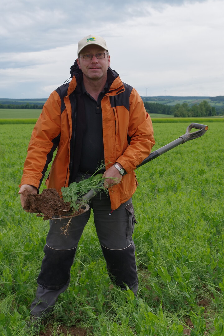 Landwirt Wolfgang Schwab zeigt auf dem Spaten eine Erbsenpflanze aus seinem Bestand.