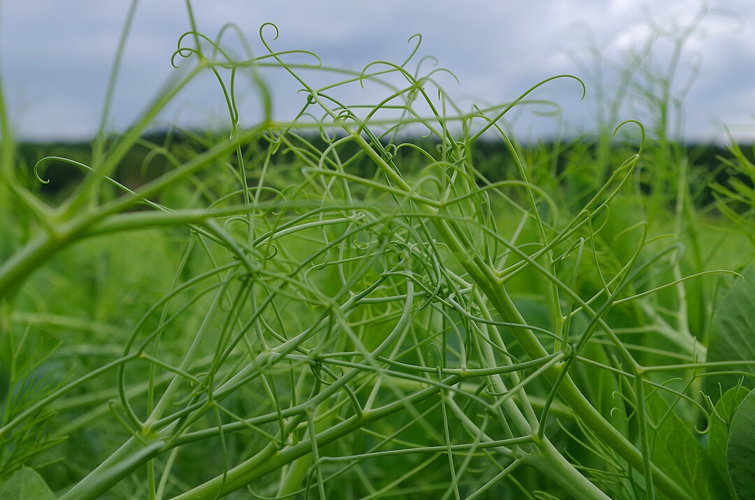 Die Erbsen formen auf dem Feld ein dichtes Geflecht.