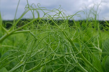 Die Erbsen formen auf dem Feld ein dichtes Geflecht.