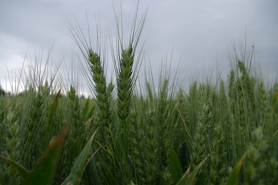 Weizen mit Grannen an der �hre in der Nahaufnahme. Die Grannen fixieren Kohlenstoff und sammeln Morgentau in Trockenzeiten, allerdings halten sie die �hre auch l�nger feucht.
