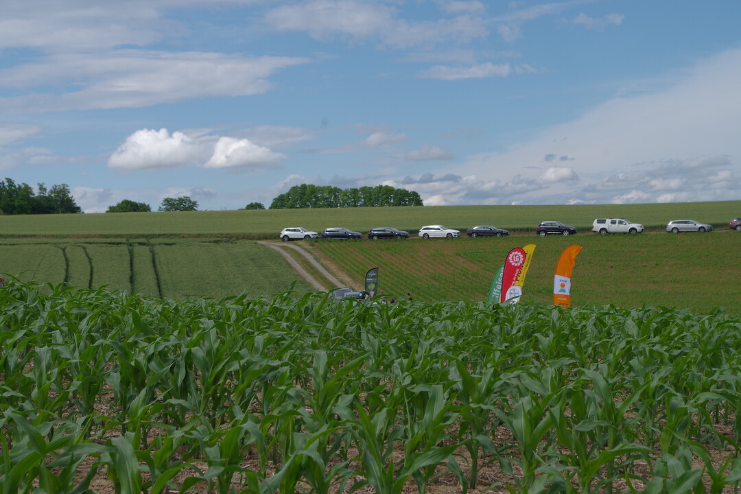 Ein Maisfeld beim Getreidetag im Kraichgau.
