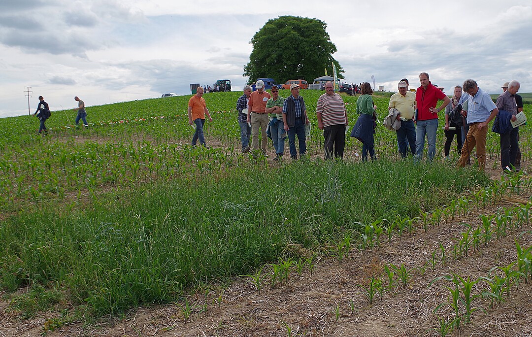 Landwirte auf dem Getreidetag im Kraichgau sehen sich eine Nullparzelle - Mais ganz ohne Herbizide - an.