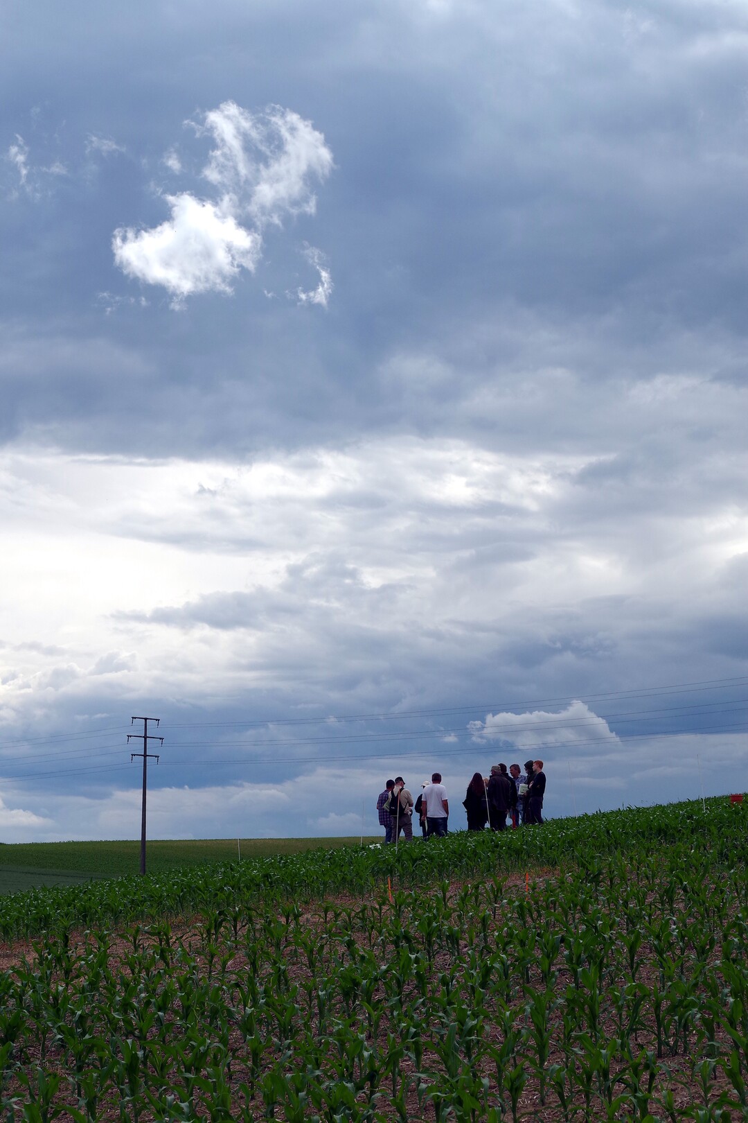 Eine Gruppe Landwirte sieht sich den Maisanbau auf dem Getreidetag im Kraichgau an.