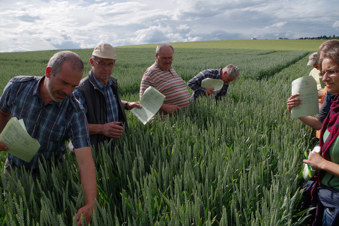 Gerd M�nkel untersucht zusammen mit Landwirten, ob die Parzelle von Mehltau befallen ist.