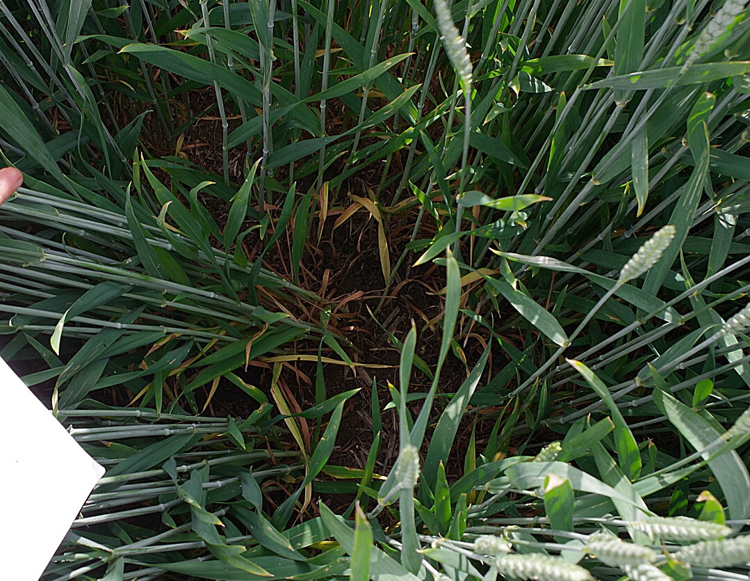 Weizenpflanzen. Richtung Boden sind vereinzelt Mehltau-Pusteln zu sehen.