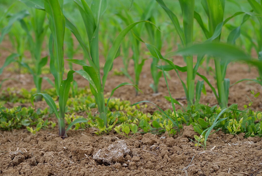 Mais auf einem Versuchsfeld im Kraichgau. Zwischen den Pflanzen sprießen Unkräuter.