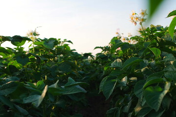 Für Kartoffeln endet der Beprobungszeitraum am 15. Juni 2022.