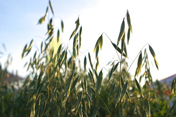 Die Empfehlungen f�r die Fr�hjahrsaussaat 2022 sind da.