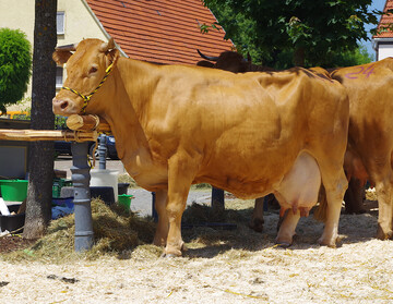Dass die Kuh - hier ein Limpurger Rind - f�hlt, denkt und seine Umwelt wahrnimmt, ist nicht etwa ein Nachteil der Milchviehhaltung. Es ist vielmehr Chance der Betriebe, Verbrauchern den Wert dieses Lebewesens und des besonderen Produkts, der Milch, zu vermitteln.