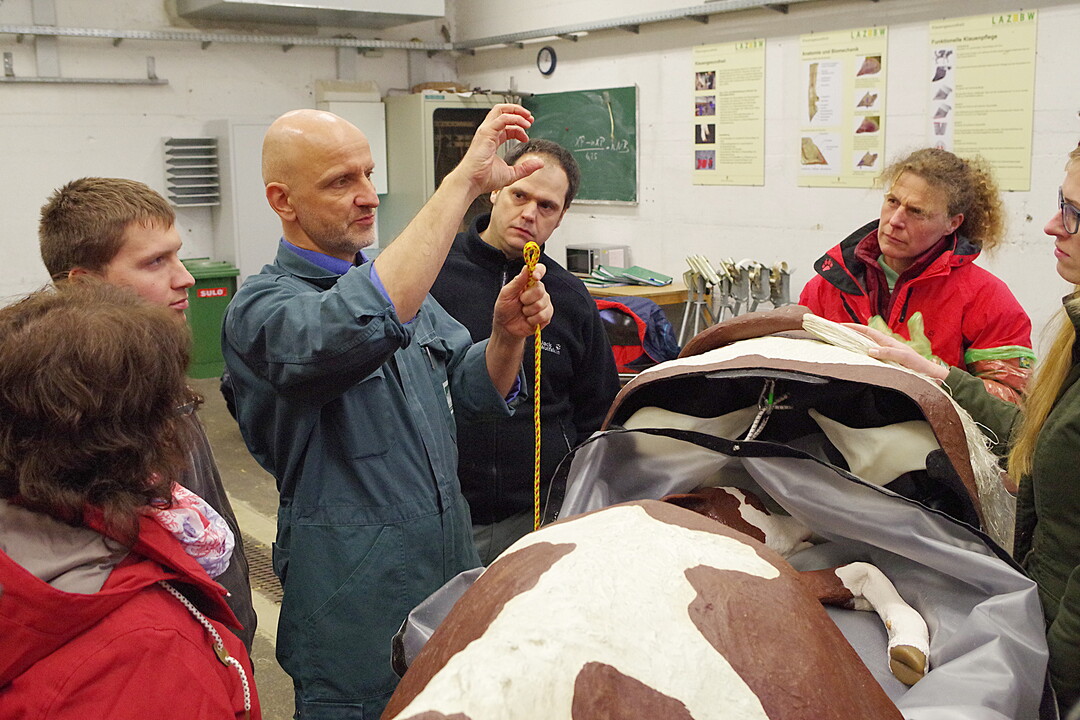 Prof. Zerbe zeigte im Aulendorfer Workshop Handgriffe an der Phantom-Kuh.