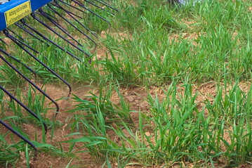 Der Striegel beseitigt Ungr�ser und Unkr�uter durch Versch�tten oder dem Freilegen der jungen Pflanzen.