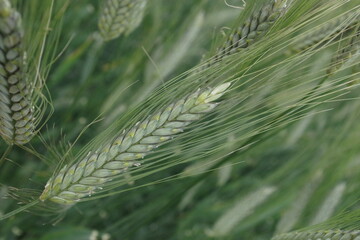 alpha-Amylase-Trypsin-Inhibitoren, sogenannte ATIs, sind Abwehrproteine in Getreiden wie dem Emmer hier und k�nnten f�r Getreideunvertr�glichkeiten verantwortlich sein.