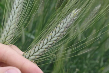 Unter anderem f�r Einkorn kann Prodax jetzt zur Halmfestigung angewendet werden.