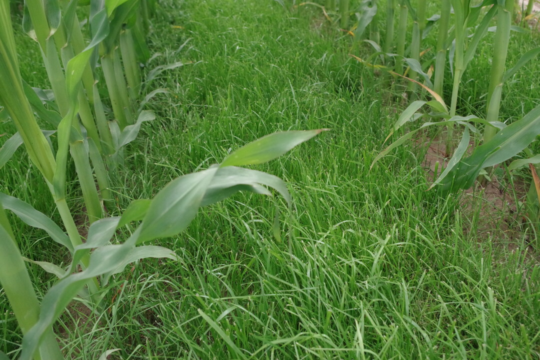 Eine Untersaat w�chst in einem Maisbestand.