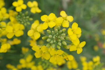 Das Mittel Avaunt wurde zum Beispiel in Raps gegen Rapsglanzk�fer eingesetzt. Bald wird die Zulassung enden.