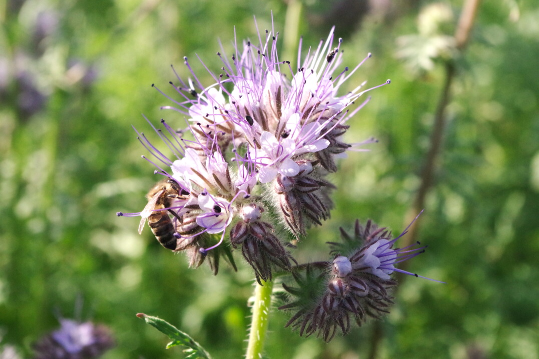 Infolge des Volksbegehrens „Rettet die Bienen“ müssen in Zukunft landesspezifische Pflicht- und Wahlmaßnahmen erfüllt und dokumentiert werden.