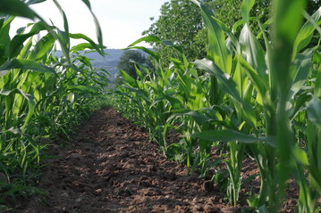 Mais soll mit der effizienteren D�ngemethode vor allem in der Jugendentwicklung gest�rkt werden und Hitze besser vertragen.