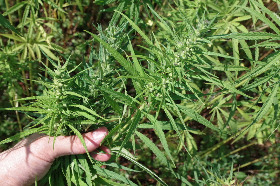 Auch Hanf ist von der Erweiterung der Zulassung von�AMSTAF 800 EC  betroffen.