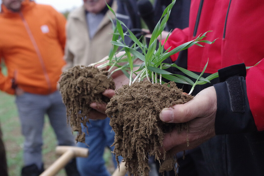 �ber das Einmischen von Zwischenfr�chten in den oberen Boden mit einer Fr�se kann das Bodenleben angeregt werden und versorgt wiederum die Pflanzenwurzeln optimal mit N�hrstoffen.