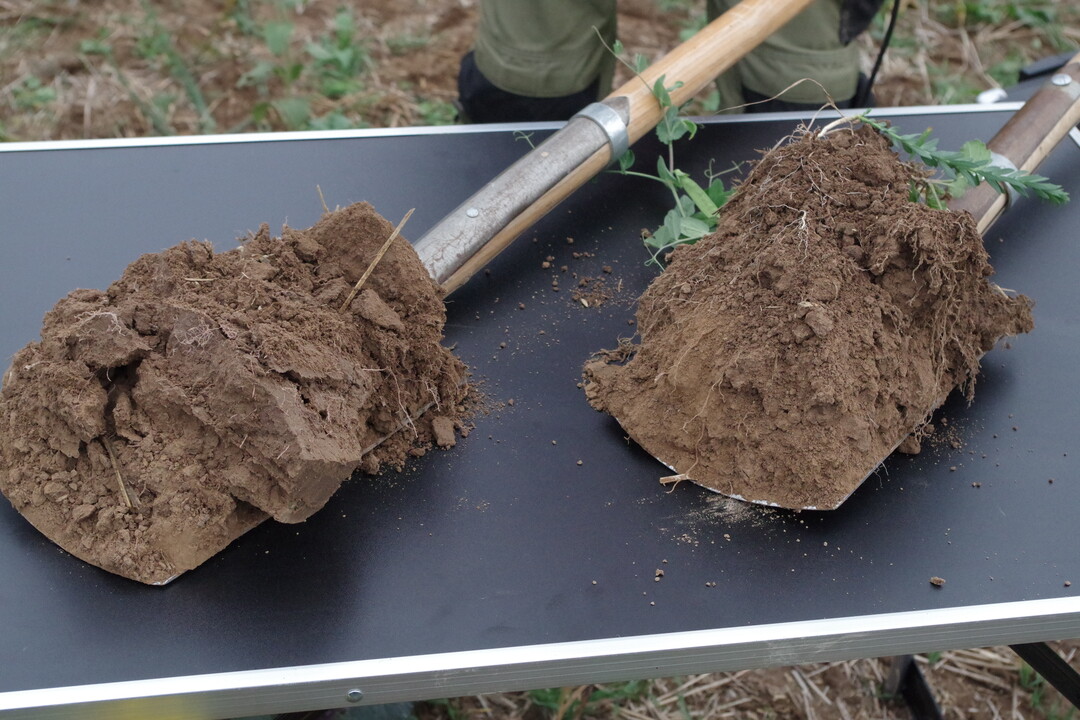 Links eine Spatenprobe aus einem Acker, auf dem Mais nach Getreide gestanden hat. Rechts eine Spatenprobe aus einem Acker von Martin Ebert mit langer Fruchtfolge und regelm��iger Einmischung von Zwischenfr�chten. Ziel: �ber st�ndigen Bewuchs soll das Bodenleben gef�rdert und der Ertrag im Ackerbau stabilisiert werden.
