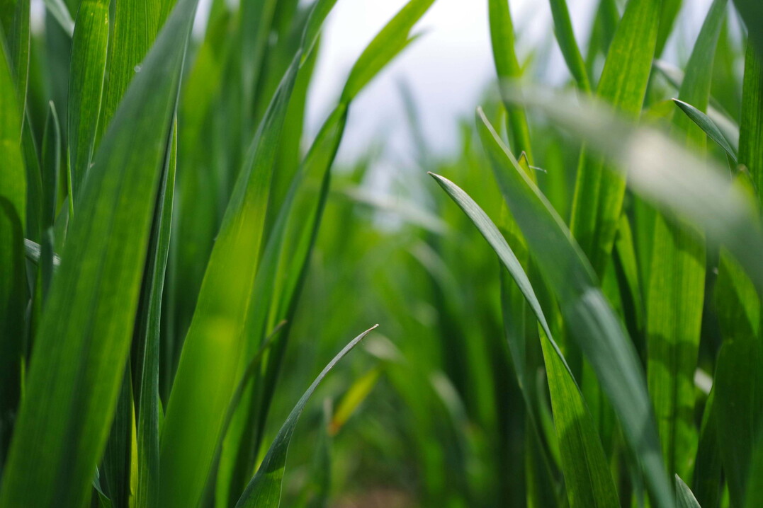 Der Wirkungsmechanismus von Utrisha-N ist das Besiedeln der Bl�tter durch Bakterien. Nach Angaben des Unternehmens wandeln die Bakterien w�hrend der gesamten Vegetation Luftstickstoff in Ammonium um. Die Bakterien ern�hren sich von Methanol, das als Stoffwechselprodukt in der Pflanze entsteht. Rund zwei kg N sollen nach sieben Tagen Wachstumsphase pro Woche f�r die Pflanze fixiert werden.