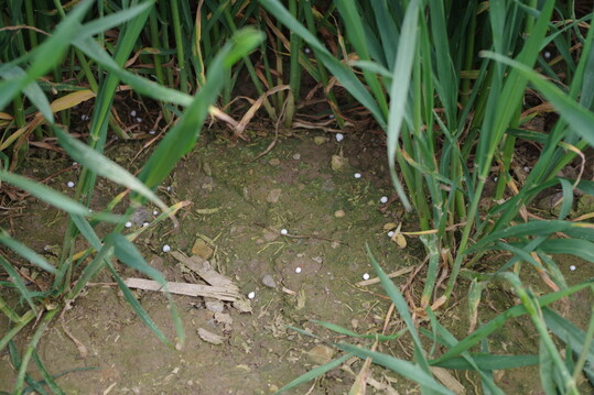 Bevor es mit dem Düngen von Wirtschafts- oder Kunstdünger losgehen kann, muss der Düngebedarf für den entsprechenden Schlag und die Kultur ermittelt sein.