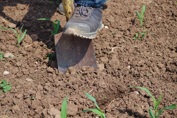 Der Humusgehalt l�sst sich mit einer Bodenprobe messen. Doch welcher Humusgehalt ist f�r den eigenen Standort viel oder wenig?