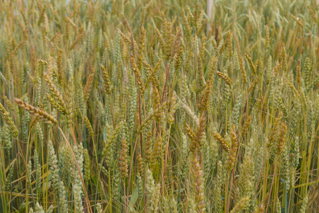 Die Weizenpopulation Brandex zeigt genetisch vielf�ltige Pflanzen im selben Bestand.