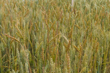 Die Weizenpopulation Brandex zeigt genetisch vielf�ltige Pflanzen im selben Bestand.