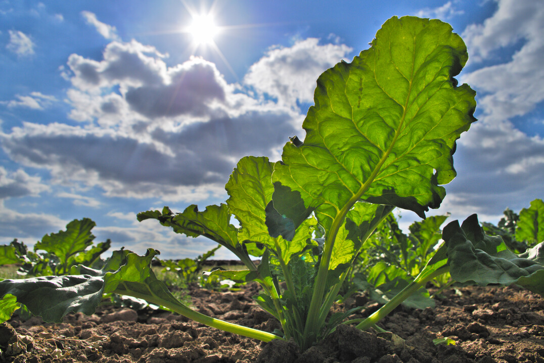 Unter anderem wird der Pflanzenschutz im Zuckerr�benanbau ein Thema auf dem Pflanzenschutztag am 19. Februar sein.