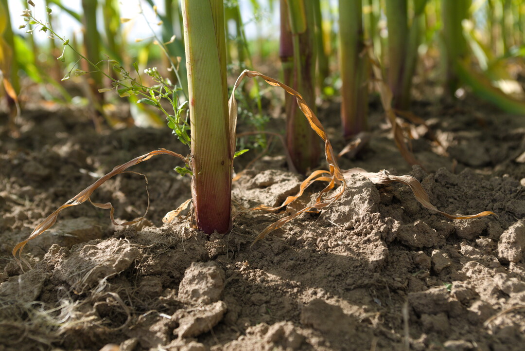 �kologischer Maisanbau reizt immer mehr Erzeugerinnen und Erzeuger.