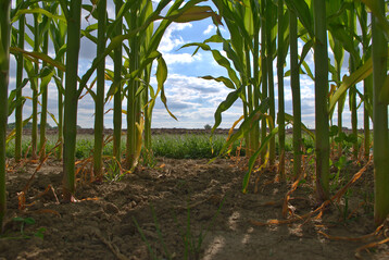 Selbst ein augenscheinlich gesunder Maisbestand kann Toxinwerte jenseits der für Futtermittel geltenden Grenzen erreichen. Die Ursache ist Pilzbefall.