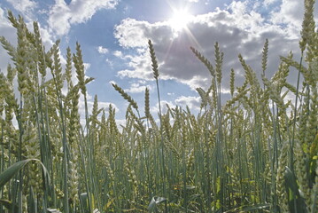 Getreide sind beim Nachbau besonders beliebt.