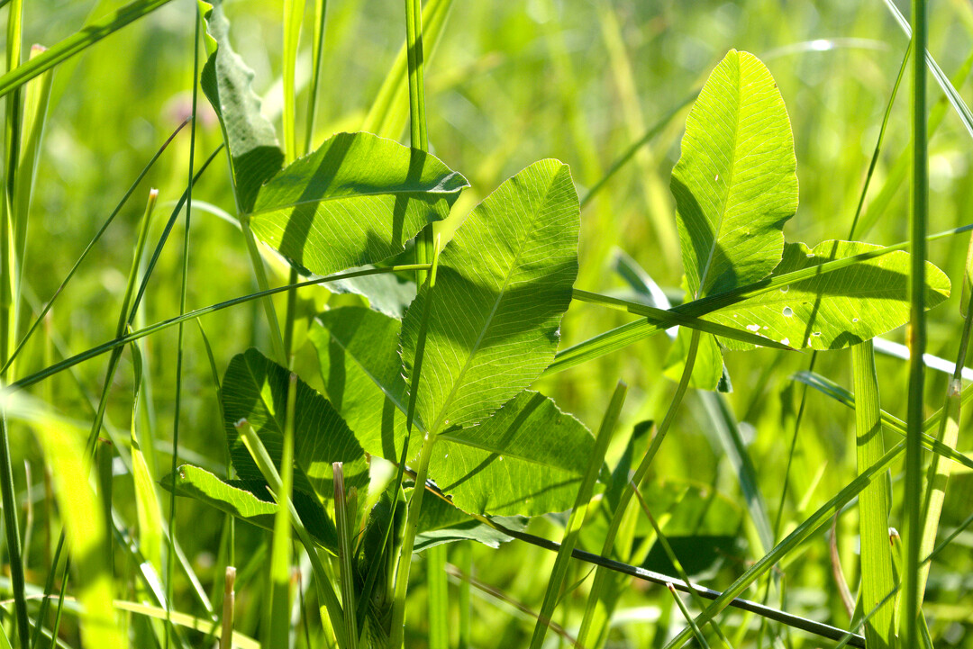 Kleegras kann, je nach Ernte- und Aufbringzeitpunkt, entweder eine D�ngewirkung entfalten oder Erosion, Unkraut und Verdunstung wirkungsvoll reduzieren.