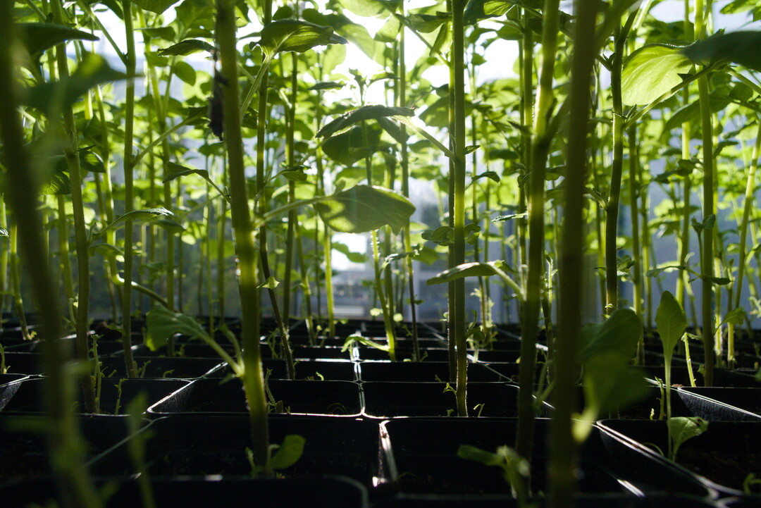Hier wachsen Kartoffeln im Gewächshaus der Außenstelle des LTZ Augustenberg auf. Für einwandfreies Pflanzgut ist entscheidend, dass die Kartoffeln im Vorjahr stressarm aufgewachsen sind.