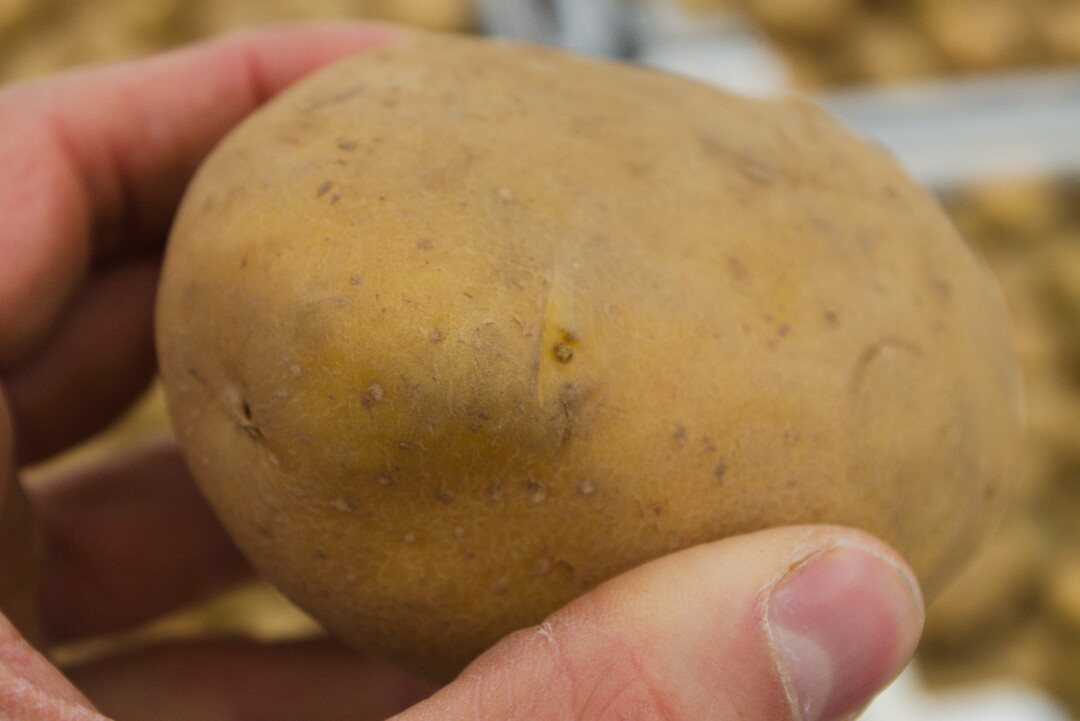 Beim Lagern von Kartoffeln wird 1,4SIGHT als Keimhemmer eingesetzt.