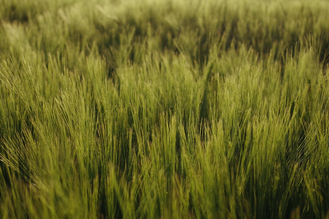 Die Preisentwicklung bei der Braugerste hängt 2024 stark vom Wetter zur Aussaat in den kommenden Tagen ab.