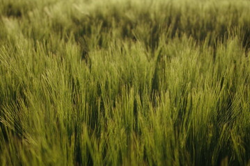 Die Preisentwicklung bei der Braugerste h�ngt 2024 stark vom Wetter zur Aussaat in den kommenden Tagen ab.