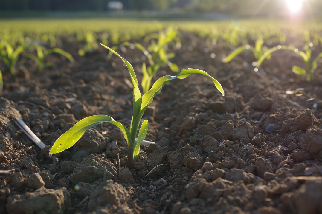 Jetzt sollte man auf den Acker gehen und prüfen, ob zwischen den Reihen noch Problemunkräuter wie Ampfer, Disteln und Winden sprießen.