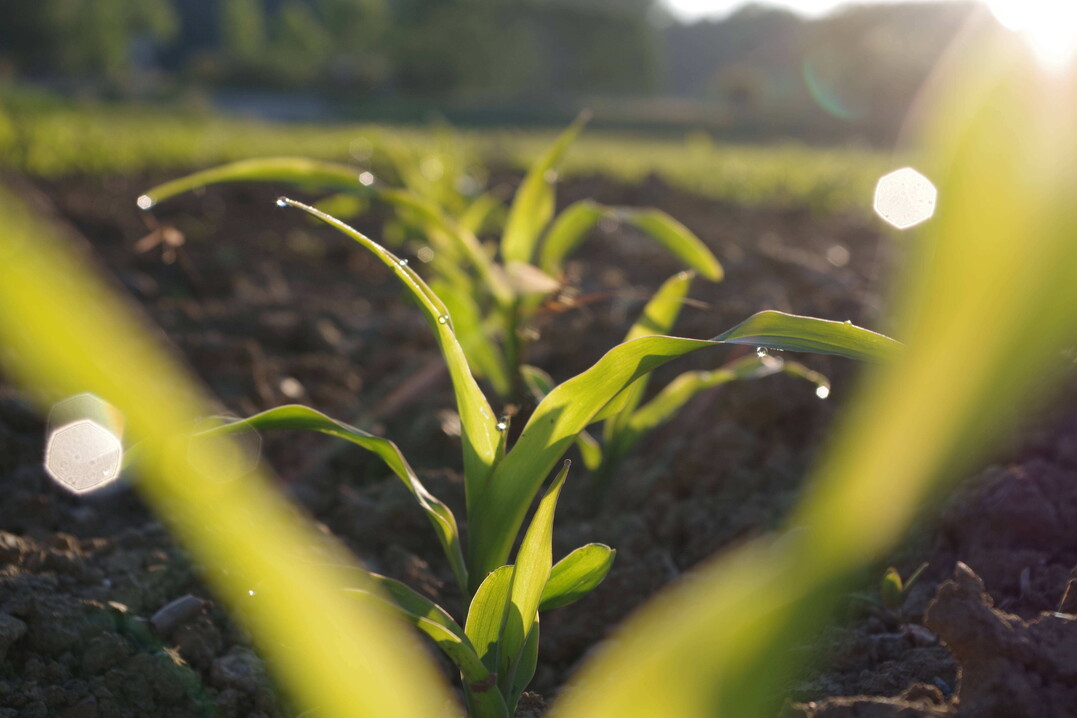 Etwa 2 bis 3 kg N sollen mit Utrisha-N pro Hektar und Woche f�r die Kulturen Kartoffeln, Mais, Raps, Getreide und Zuckerr�be bereitgestellt werden.