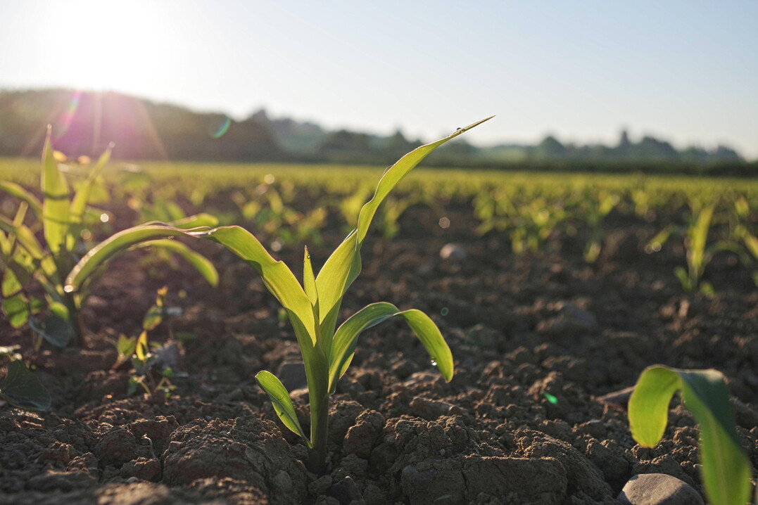 F�r eine gesunde und z�gige Jugendentwicklung kann eine Beize von gro�er Hilfe sein.