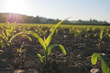 F�r eine gesunde und z�gige Jugendentwicklung kann eine Beize von gro�er Hilfe sein.