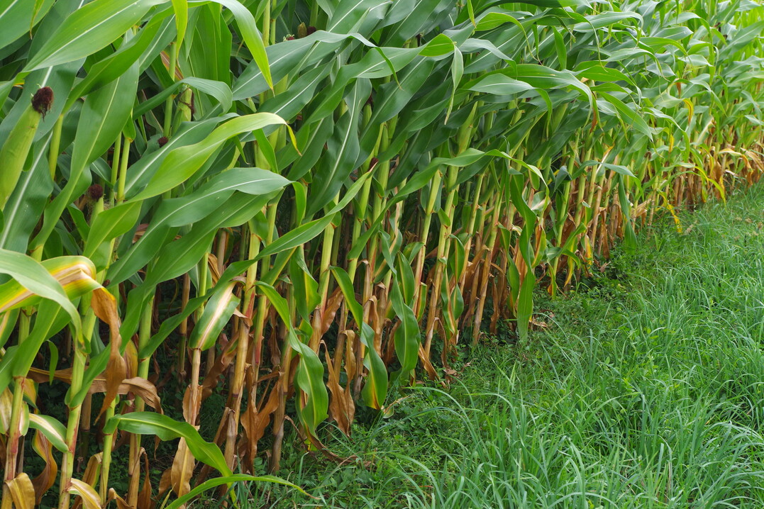 Für Silomaisflächen sind erste Werte verfügbar.