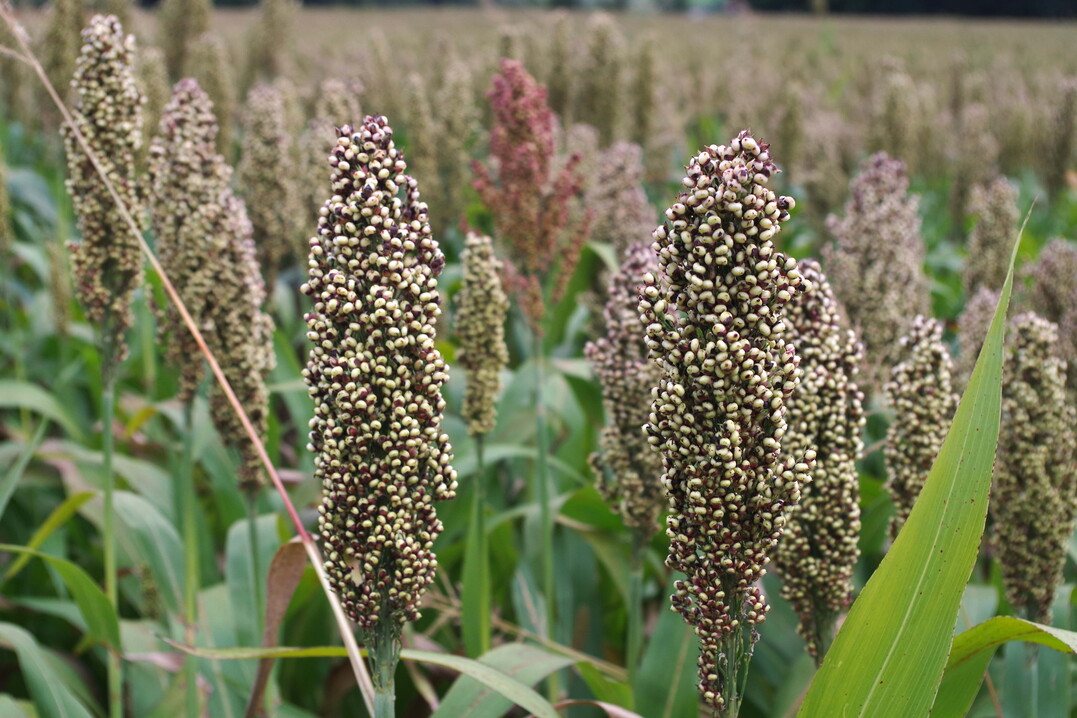 Hier handelt es sich um die st�rkereiche K�rnerhirse, die allerdings nicht sonderlich hoch w�chst.