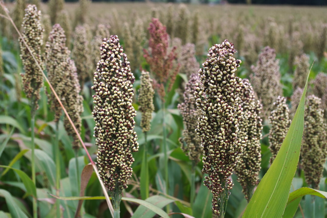 Sorghum kommt gut mit Trockenheit zurecht und ist für Maiswurzelbohrer nicht attraktiv.