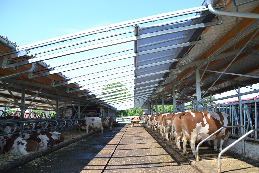 Der Laufhof wurde in diesem EIP-geförderten Neubau integriert. Die Kühe fressen auf erhöhten Fressständen.
